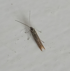 Coleophora striatipennella