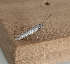 Coleophora striatipennella