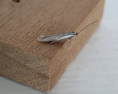 Coleophora striatipennella