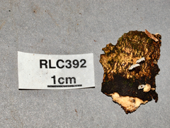 Resinomycena