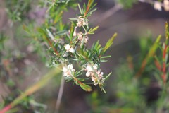 Cryptandra myriantha