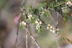 Cryptandra myriantha