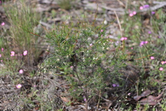 Cryptandra myriantha