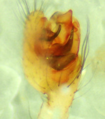 Theridion californicum