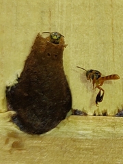 Tetragonisca angustula