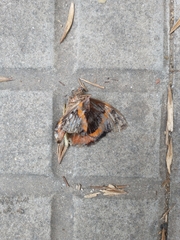 Opsiphanes invirae