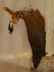 Tetragonisca angustula