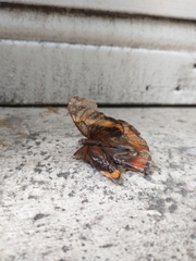 Opsiphanes invirae