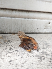 Opsiphanes invirae