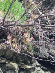 Toxicodendron radicans