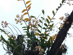 Dendrobium moschatum