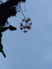 Dendrobium moschatum