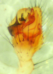 Theridion californicum