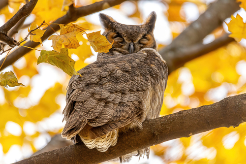 Great Horned Owl photographed in Kentucky