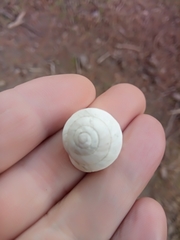 Sphincterochila