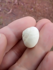 Sphincterochila