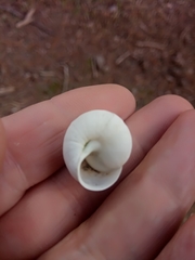 Sphincterochila