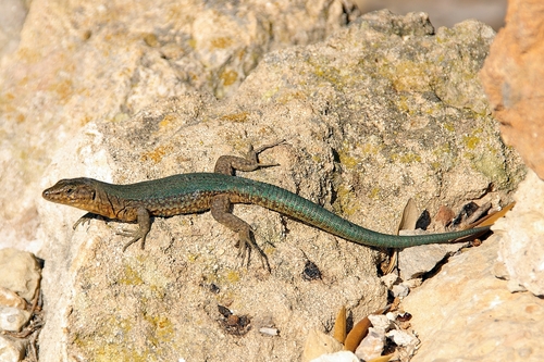 Lilford's Wall Lizard, Baleares, ES-PM, ES, photo 10 of 10