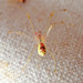Theridion californicum - Photo (c) K Schneider, some rights reserved (CC BY-NC), uploaded by K Schneider