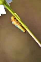 Oncometopia nigricans