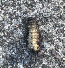 Insecta