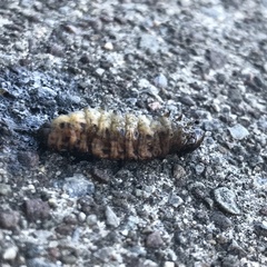 Insecta