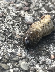 Insecta
