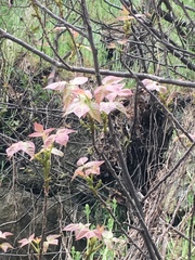 Toxicodendron radicans