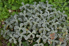 Marrubium incanum