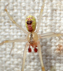 Theridion californicum