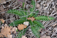 Carduus nutans micropterus