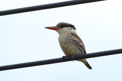 Halcyon chelicuti chelicuti