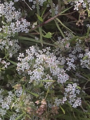 Limnosciadium pumilum