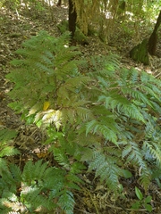 Pteris carsei