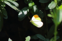 Colotis auxo