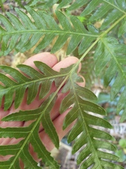 Pteris carsei