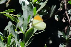 Colotis auxo