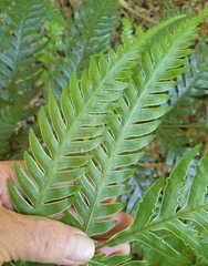 Pteris carsei