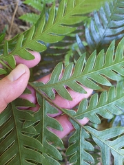 Pteris carsei