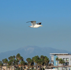 Larus occidentalis