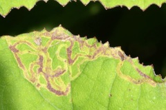 Acidia cognata