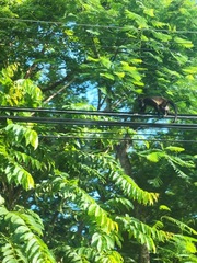 Alouatta
