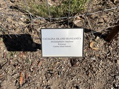 Arctostaphylos catalinae