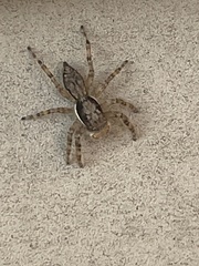 Menemerus bivittatus