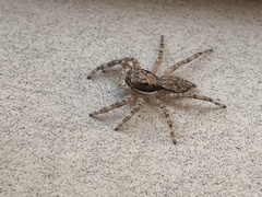 Menemerus bivittatus