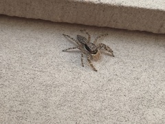 Menemerus bivittatus