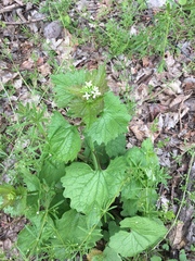 Alliaria petiolata