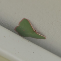 Chlorocoma cadmaria