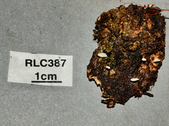 Resinomycena