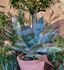 Agave colorata